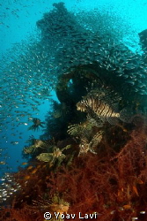 Party
Group of lionfish hunting glassfish at the "Satil"... by Yoav Lavi 